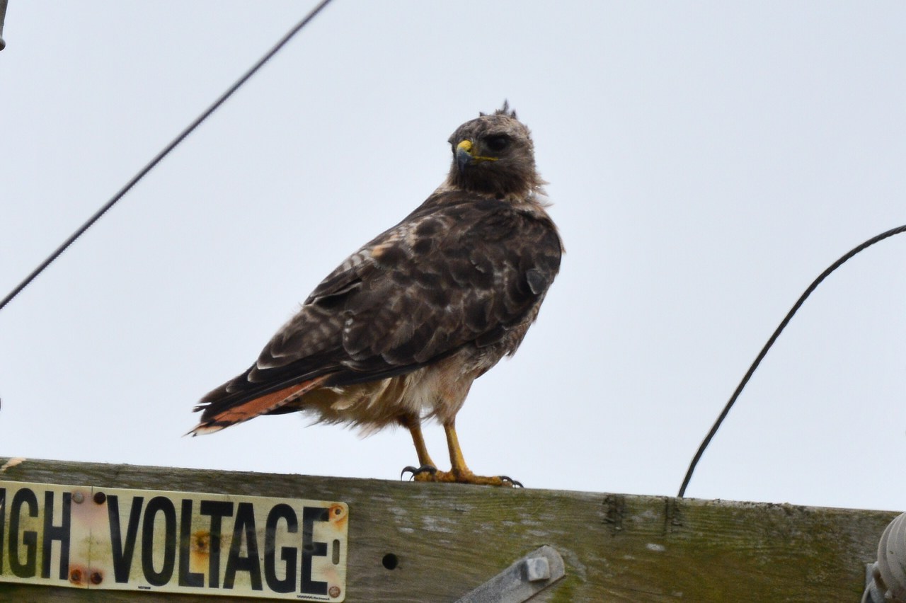 Buteo jamaicensis